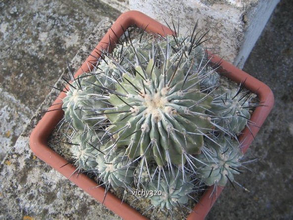 Copiapoa dealbata 