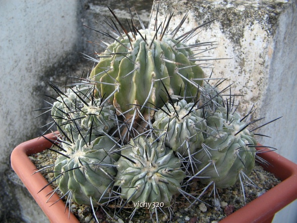 Copiapoa dealbata 