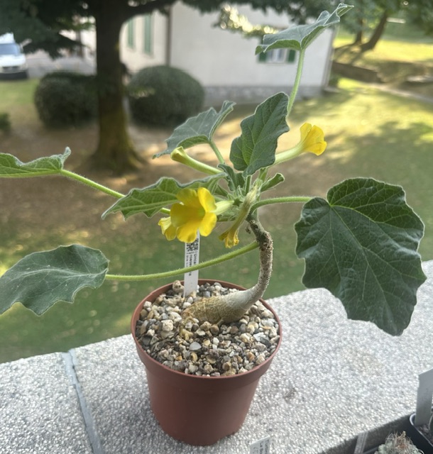 Uncarina roeoesliana 