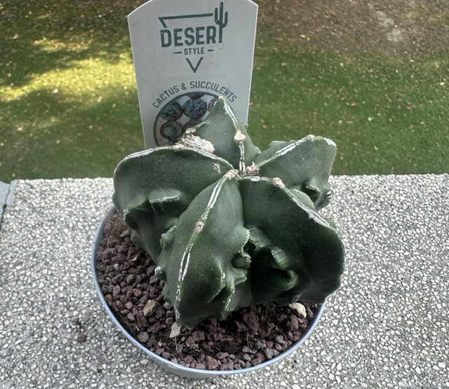 Astrophytum myriostigma cv. fukuryu 