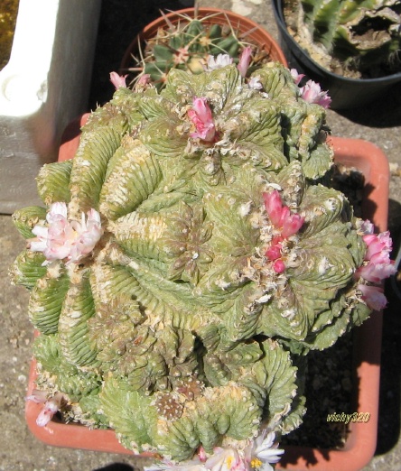 Aztekium ritteri 