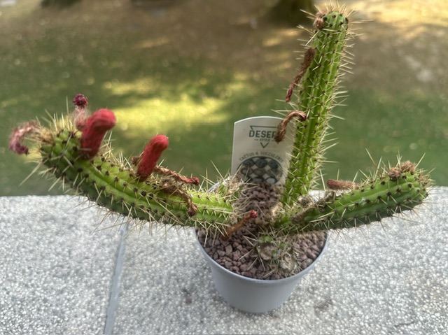 Cleistocactus baumanii 