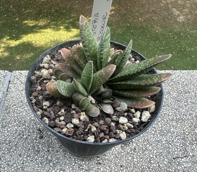 Gasteria bicolor 