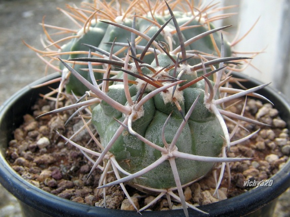 Copiapoa coquimbana 