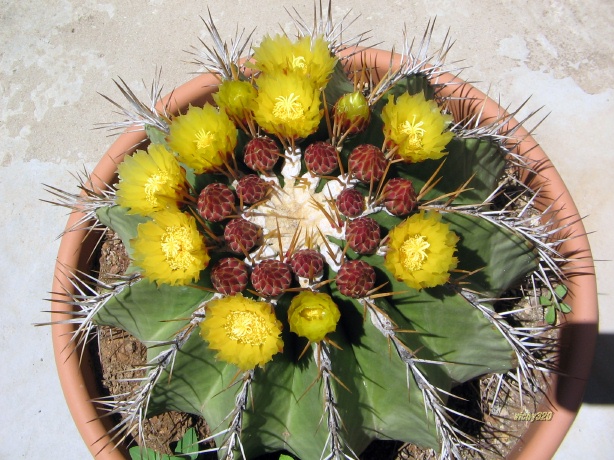 Ferocactus schwarzii 