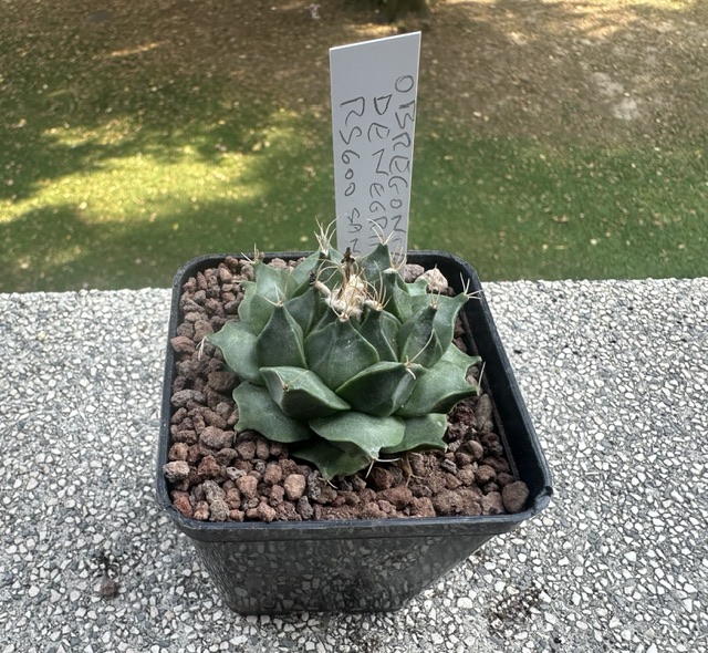 Obregonia denegrii RS 600