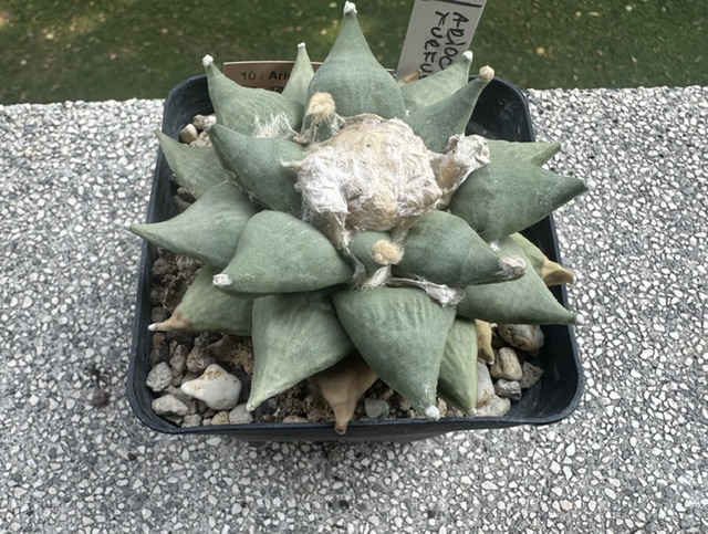Ariocarpus retusus v. furfuraceus 