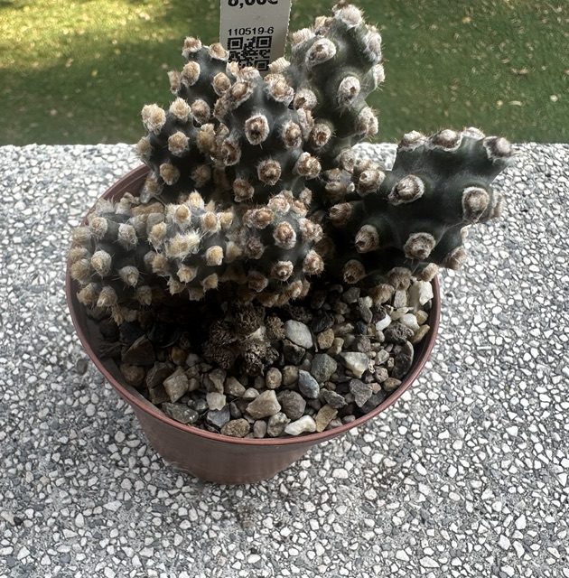 Tephrocactus molinensis 