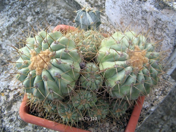 Copiapoa haseltoniana 