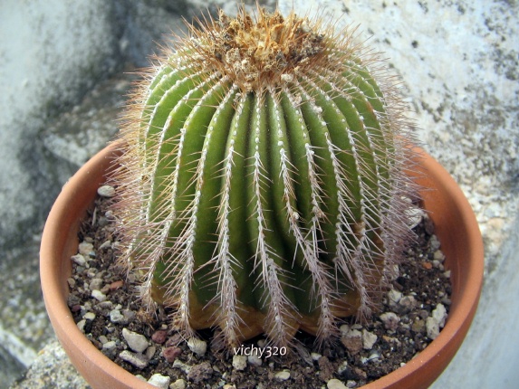 Uebelmannia flavispina 