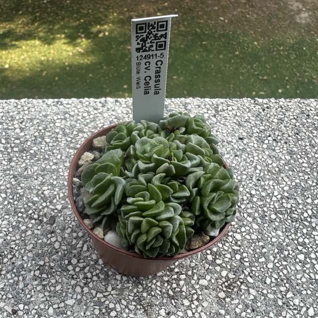 Crassula cv. celia 