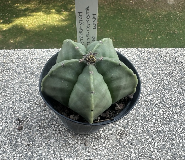 Astrophytum myriostigma v. nudum 