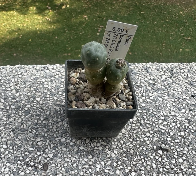 Puna bonnieae ZR 0103