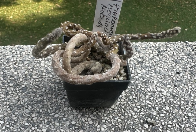 Pterocactus megliolii 