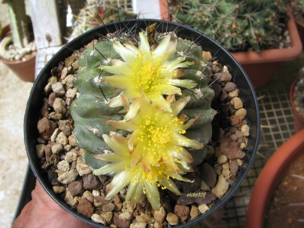 Copiapoa paposoensis f. cristata 