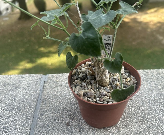 Corallocarpus bainesii 