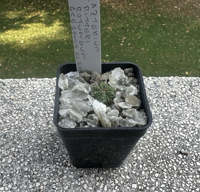 Aztekium ritteri f. rotundum GCG 10005