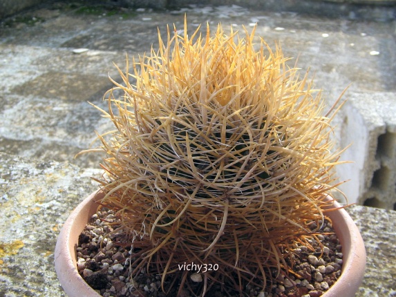 Ferocactus chrysacanthus 