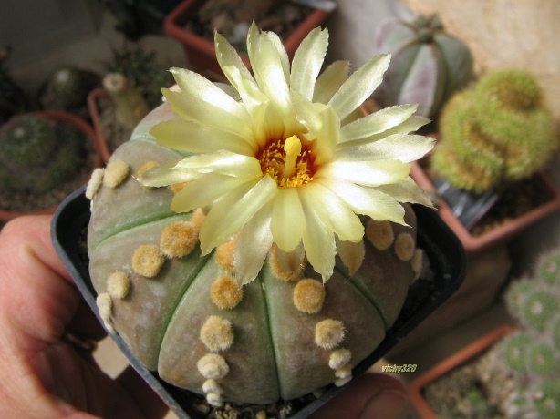 Astrophytum asterias v. nudum cv. ooibo ruri kabuto 