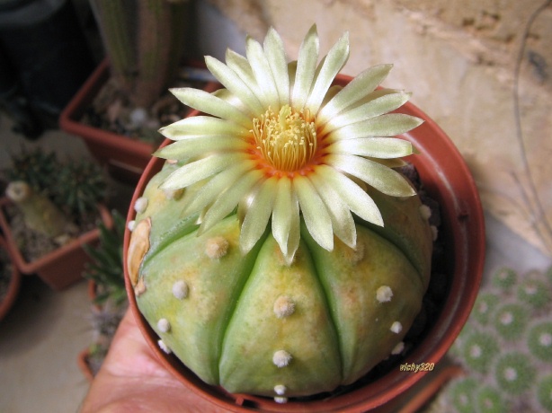 Astrophytum asterias v. nudum 