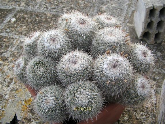 Mammillaria parkinsonii 