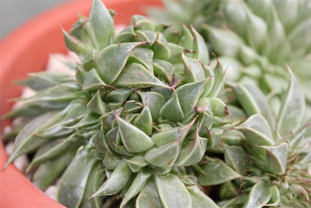 Graptoveria cv. silver star f. cristata 