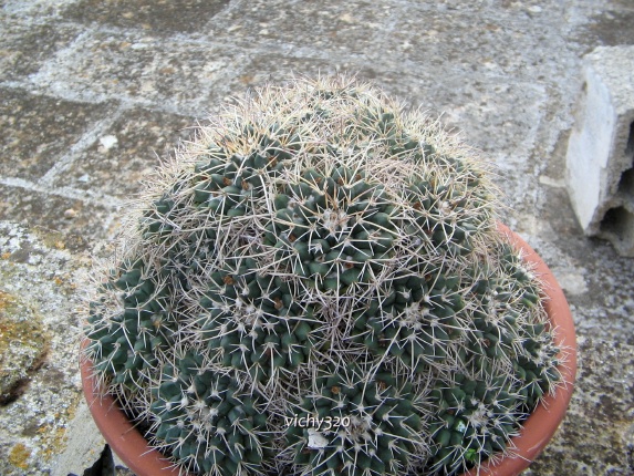 Mammillaria compressa 