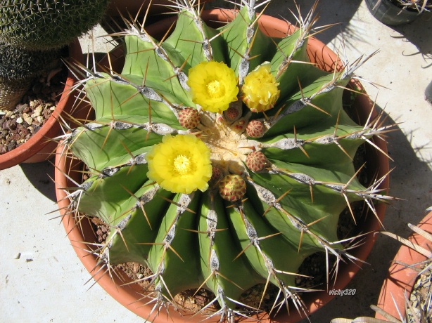 Ferocactus schwarzii 