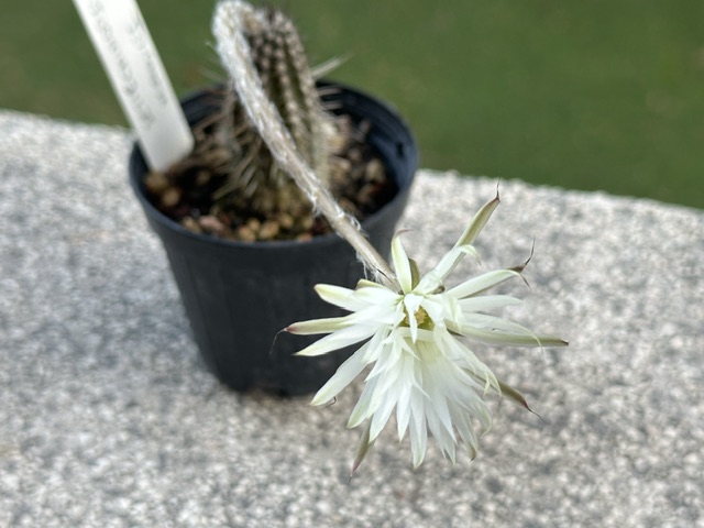 Setiechinopsis mirabilis 
