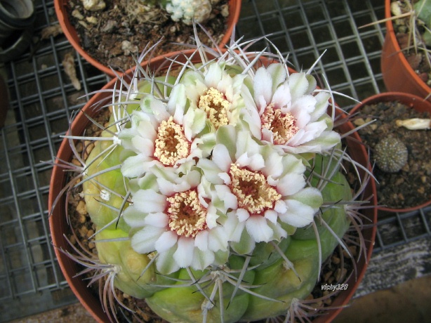 Gymnocalycium pflanzii 