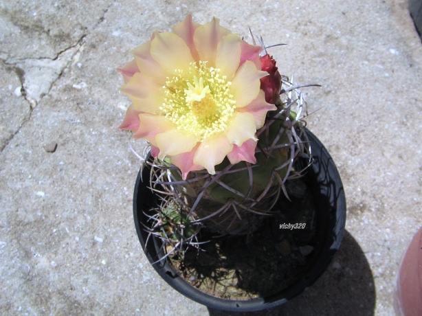 Copiapoa coquimbana 