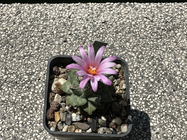 Turbinicarpus alonsoi 