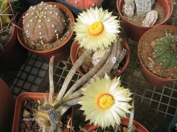 Astrophytum caput-medusae 