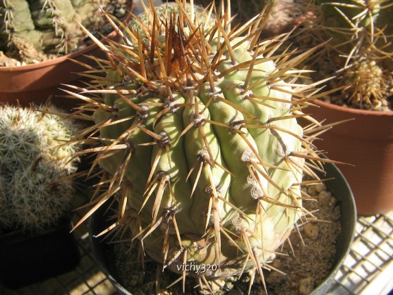 Copiapoa columna-alba 