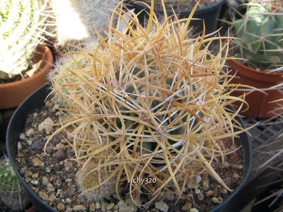 Ferocactus chrysacanthus 