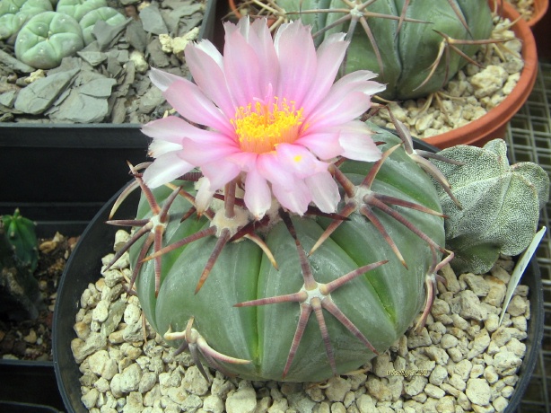 Echinocactus horizonthalonius 