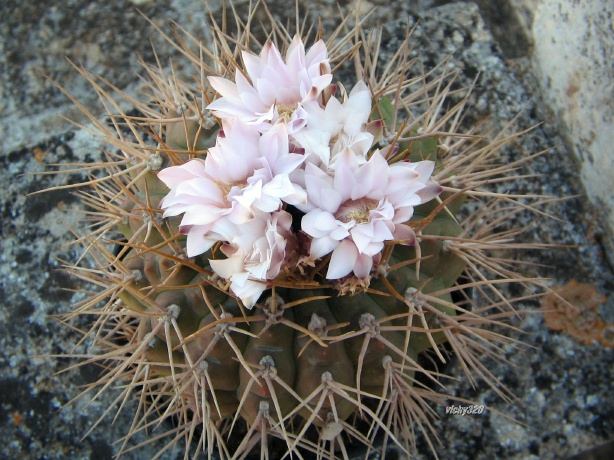 Gymnocalycium schickendantzii 