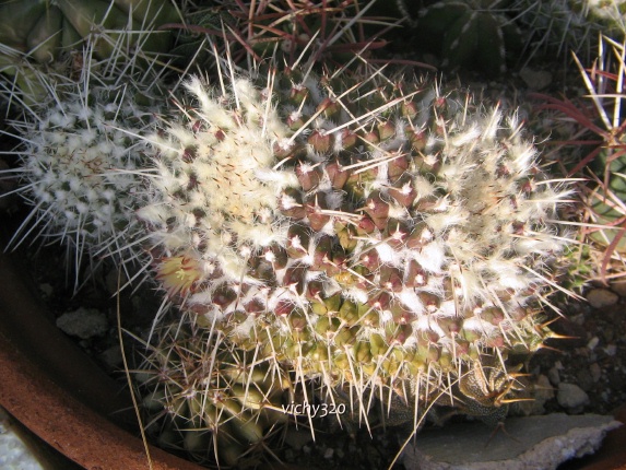 Mammillaria karwinskiana ssp. nejapensis 