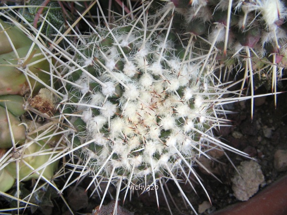 Mammillaria karwinskiana ssp. nejapensis 