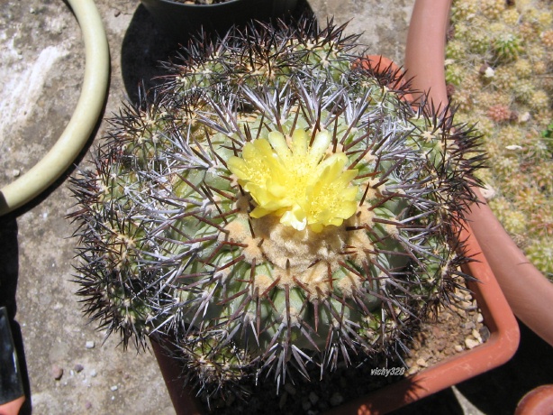 Copiapoa longistaminea 