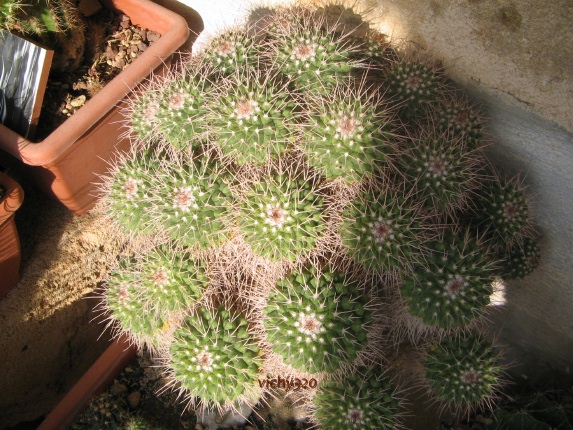 Mammillaria vallensis 