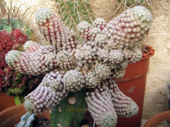 Mammillaria theresae 