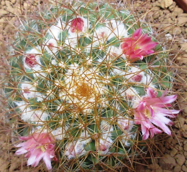 Mammllaria  