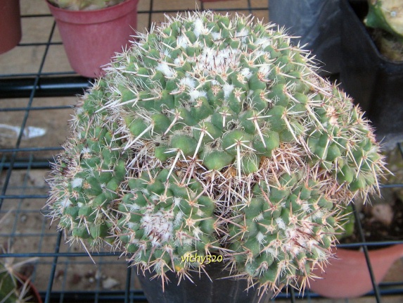 Mammillaria bernalensis 