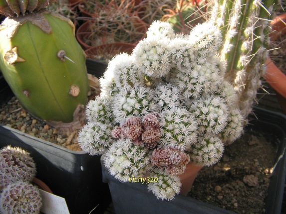 Mammillaria vetula ssp. gracilis cv. arizona snowcap 