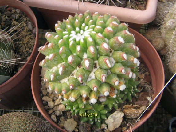 Mammillaria compressa cv. blando inermis 