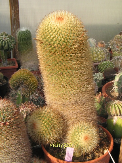 Mammillaria spinosissima 