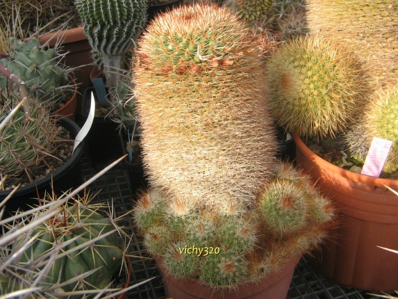 Mammillaria spinosissima 