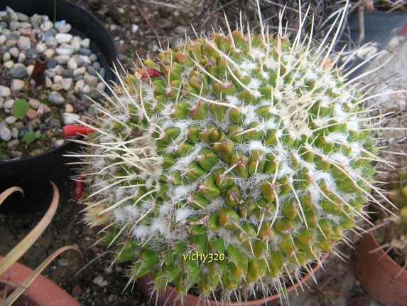 Mammillaria karwinskiana 