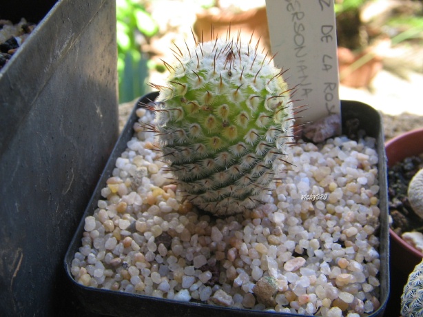 Mammillaria perezdelarosae ssp. andersoniana f. variegata 